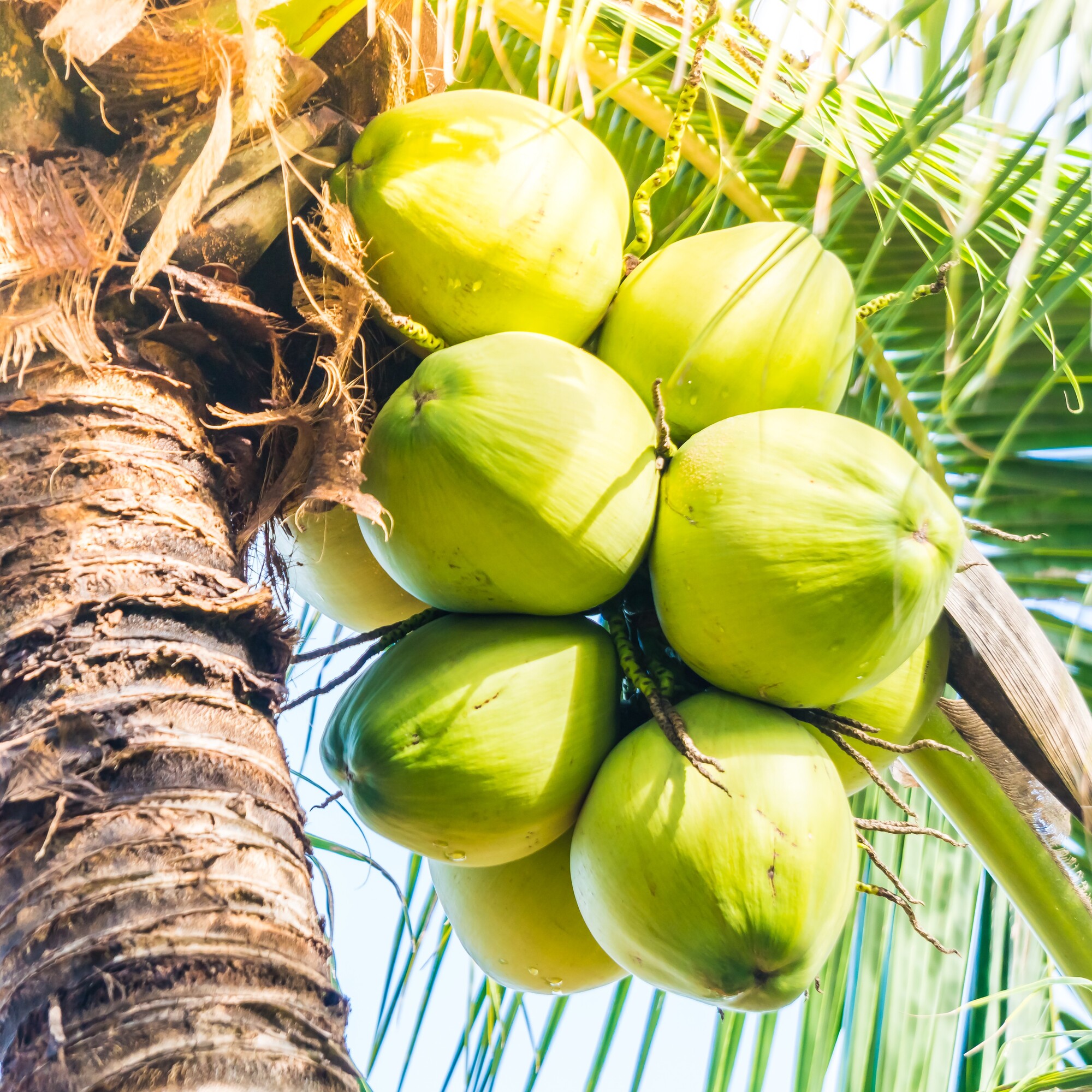 Coconuts